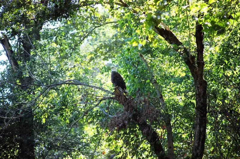 Bald Eagle on the Duck River