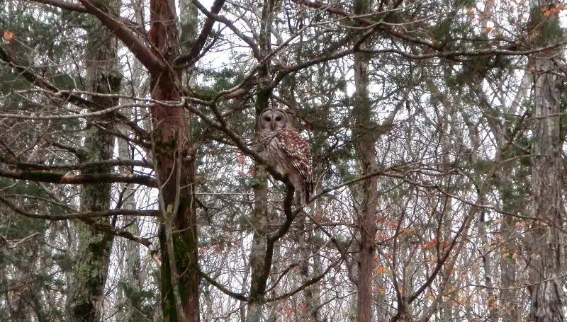 Owl on the Duck River