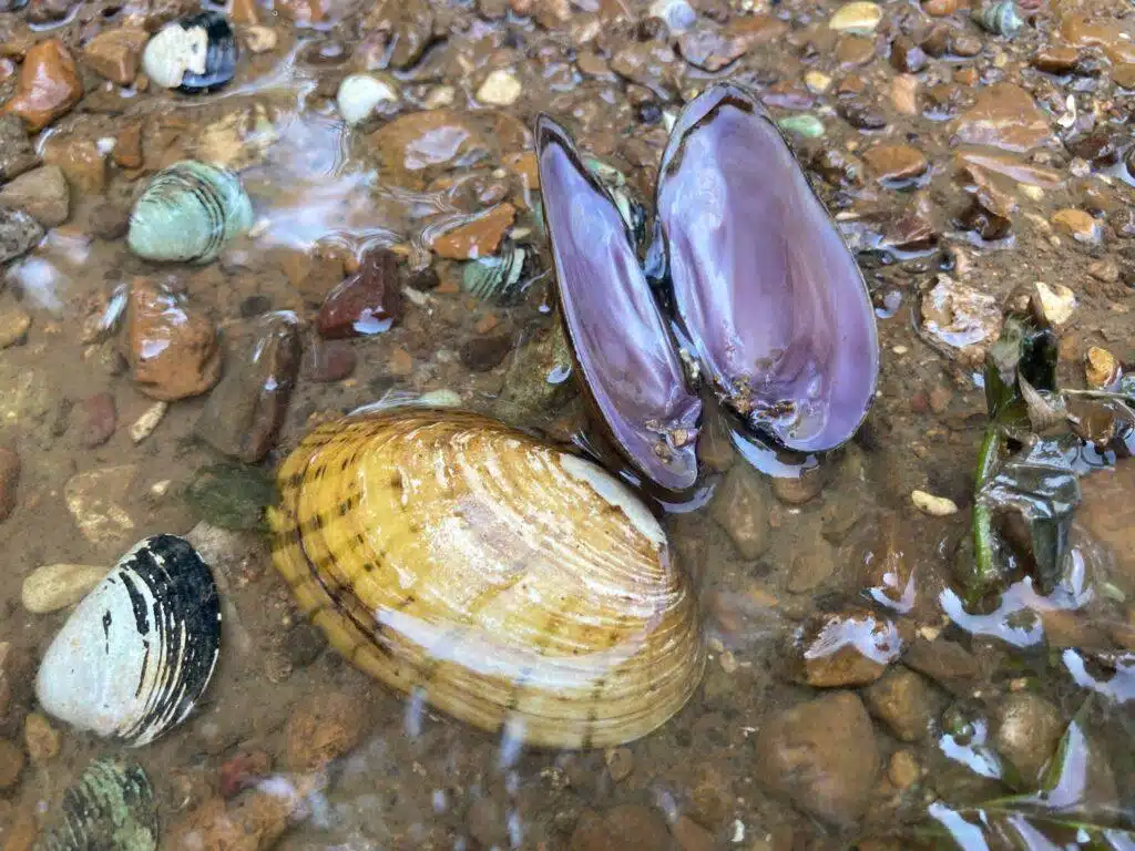 Freshwater Mussels on the Duck River